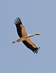 BB 10 0237 / Ciconia ciconia / Stork